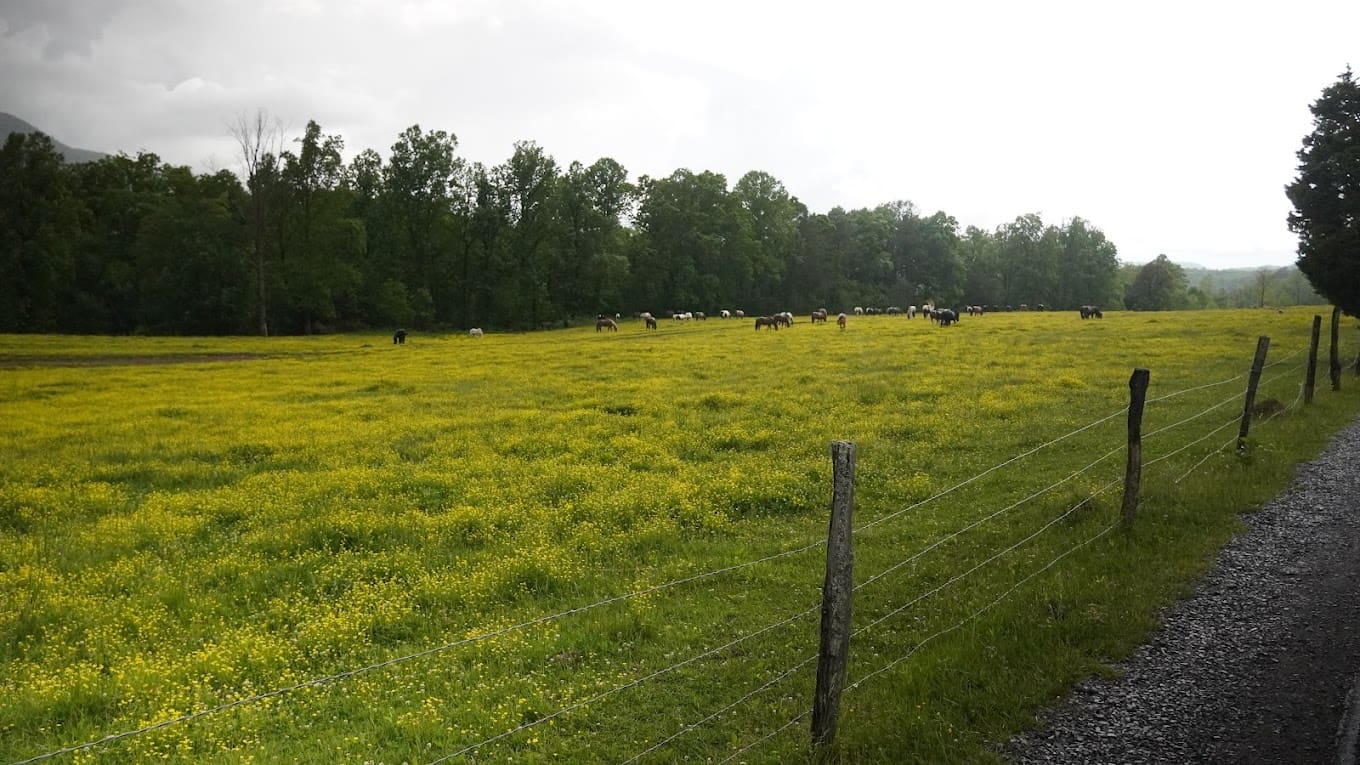 Cades cove